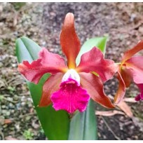Cattleya Tatarow x Tenebrosa - AD