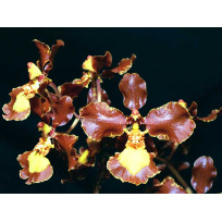 Oncidium Enderianum - Adulta