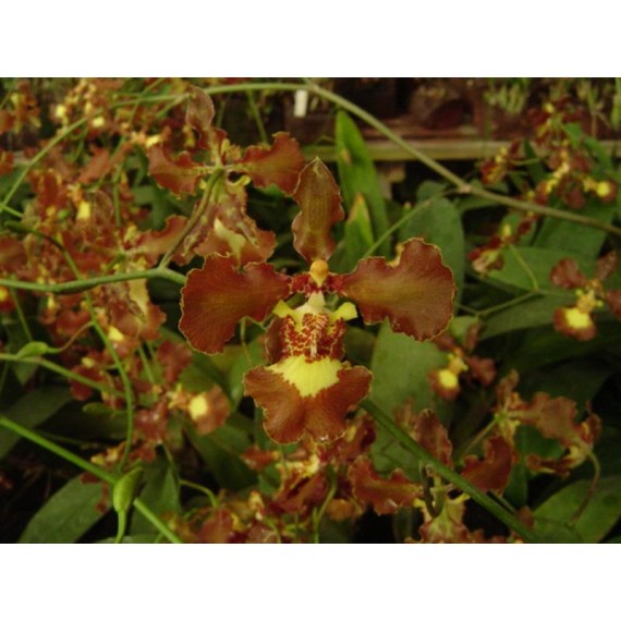 Oncidium Enderianum - Adulta