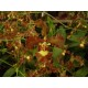 Oncidium Enderianum - Adulta