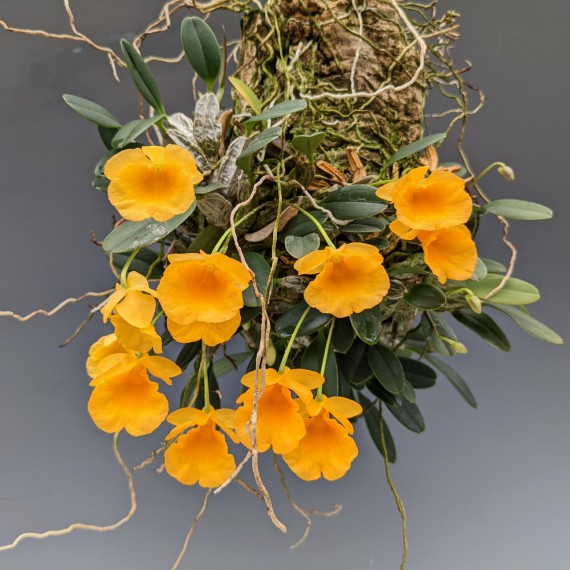 Dendrobium Jenkinsii - Ad