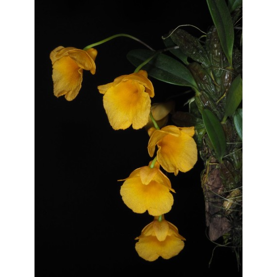 Dendrobium Jenkinsii - Ad