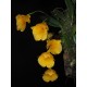 Dendrobium Jenkinsii - Ad