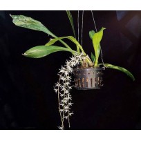 Eria Javanica - AD