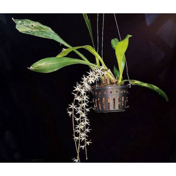 Eria Javanica - AD