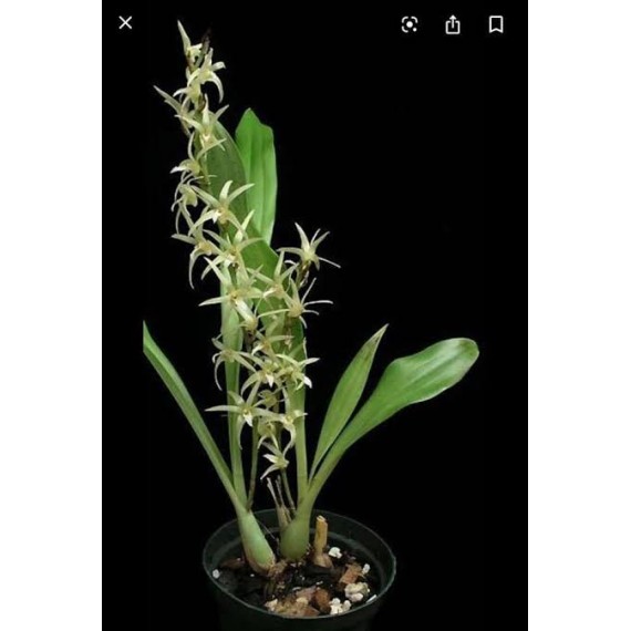 Eria Javanica - AD