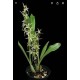 Eria Javanica - AD