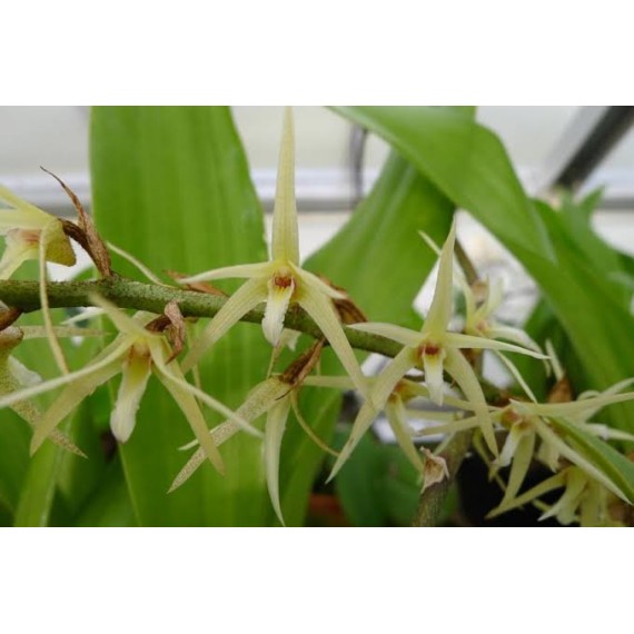 Eria Javanica - AD