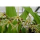 Eria Javanica - AD