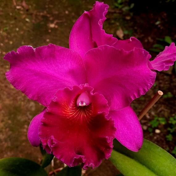 Blc. JOÃO PAULO FONTES - AD (8 bulbos)