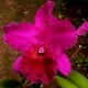 Blc. João Paulo Fontes- AD (8 bulbos) Espatando