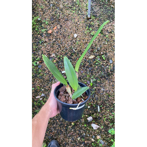 Rlc. Golden Diamond - AD