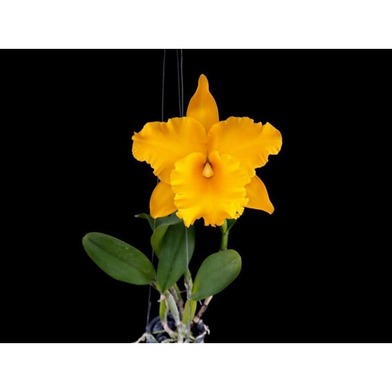 Rlc. Golden Diamond - AD