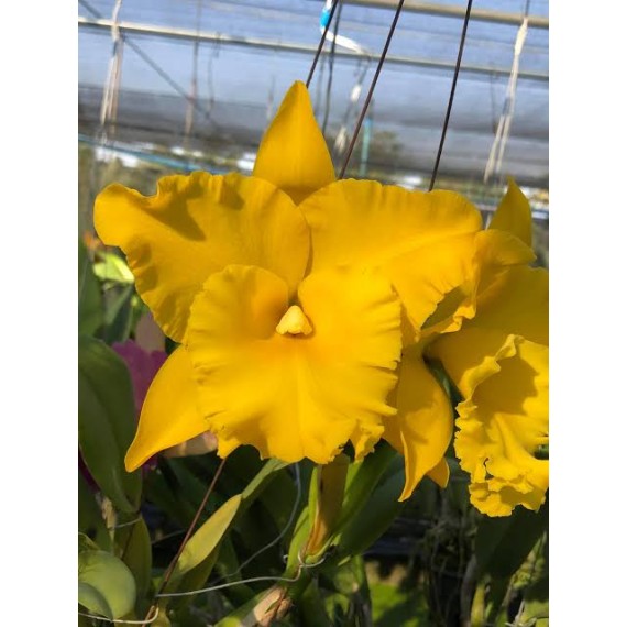 Rlc. Golden Diamond - AD
