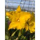 Rlc. Golden Diamond - AD