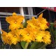 Rlc. Golden Diamond - AD