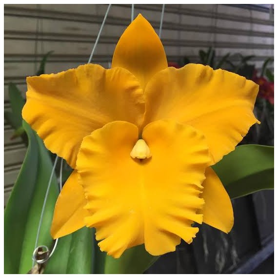Rlc. Golden Diamond - AD