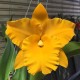 Rlc. Golden Diamond - AD