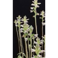 Aspidogyne Argentea (Orquídea Jóia)