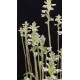Aspidogyne Argentea (Orquídea Jóia)
