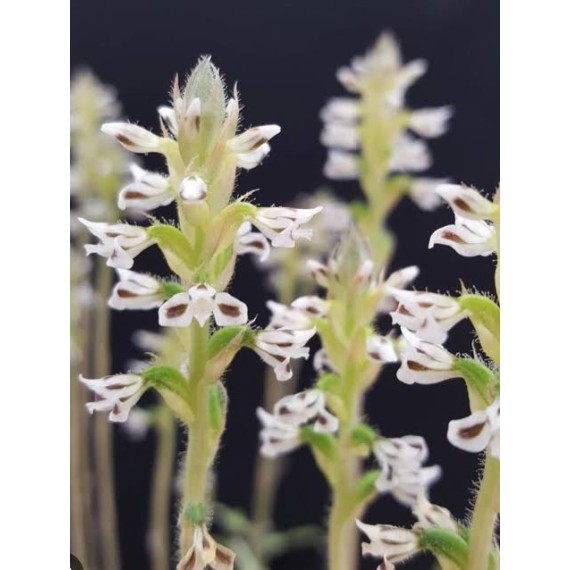 Aspidogyne Argentea (Orquídea Jóia)