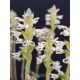 Aspidogyne Argentea (Orquídea Jóia)