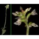 Aspidogyne Argentea (Orquídea Jóia)