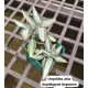 Aspidogyne Argentea (Orquídea Jóia)