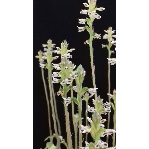 Aspidogyne Argentea (Orquídea Jóia)