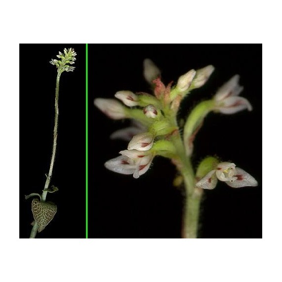 Aspidogyne Argentea (Orquídea Jóia)