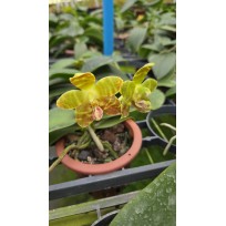 Phalaenopsis Venosa OSC - Haste Floral