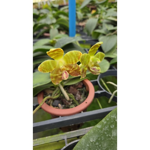 Phalaenopsis Venosa OSC - Haste Floral