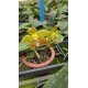 Phalaenopsis Venosa OSC - Haste Floral