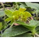 Phalaenopsis Venosa OSC - Haste Floral