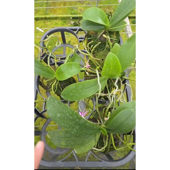 Phalaenopsis Bastiani - Haste Floral