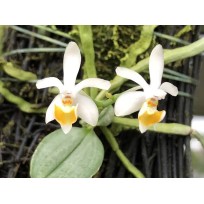 Phalaenopsis Malipoensis - AD