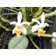 Phalaenopsis Malipoensis - AD