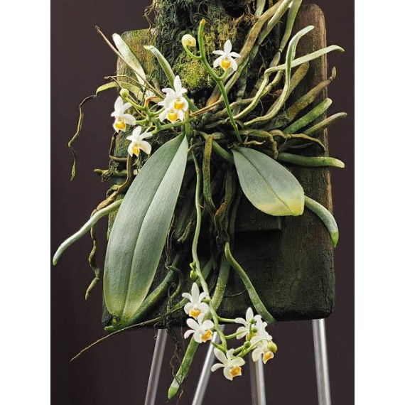 Phalaenopsis Malipoensis - AD