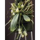 Phalaenopsis Malipoensis - AD