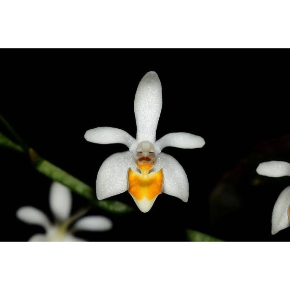 Phalaenopsis Malipoensis - AD