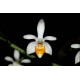 Phalaenopsis Malipoensis - AD
