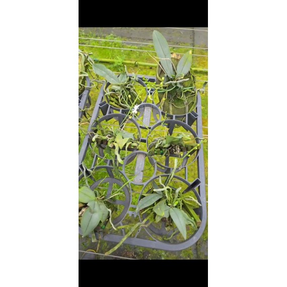 Phalaenopsis Malipoensis - AD