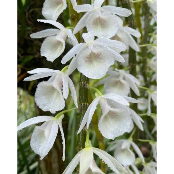 Dendrobium Cretaceum - Em floração!
