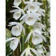 Dendrobium Cretaceum - Em floração!