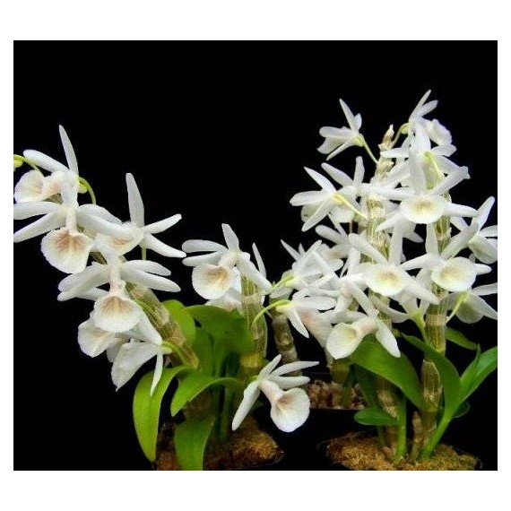 Dendrobium Cretaceum - Em floração!