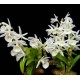 Dendrobium Cretaceum - Em floração!