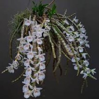Dendrobium Cretaceum - AD