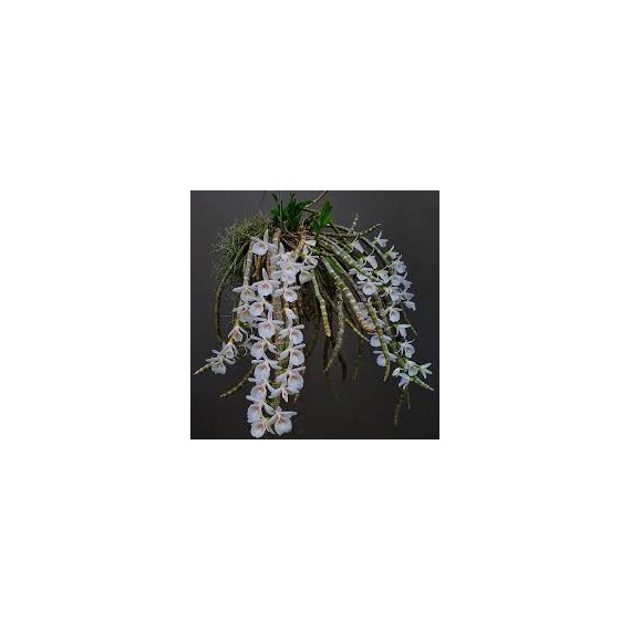 Dendrobium Cretaceum - Em floração!