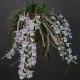 Dendrobium Cretaceum - Em floração!