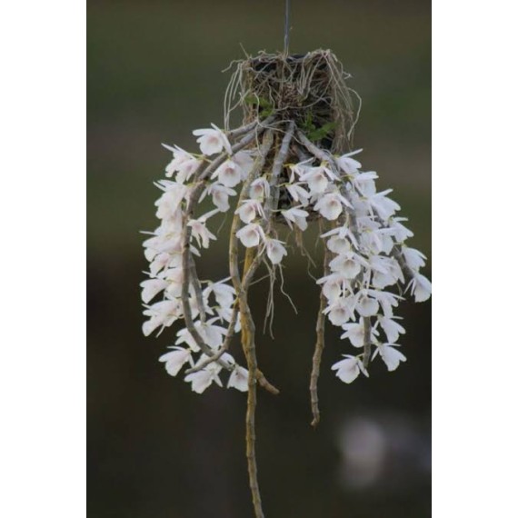 Dendrobium Cretaceum - Em floração!